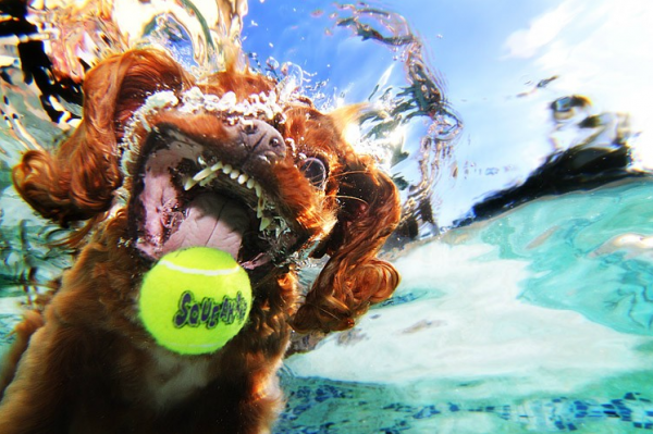 Underwater Doggies