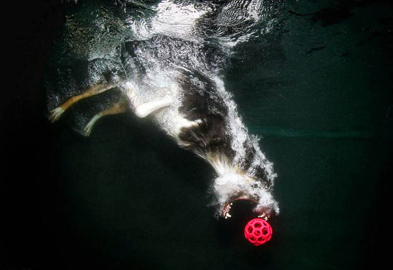 Underwater Doggies