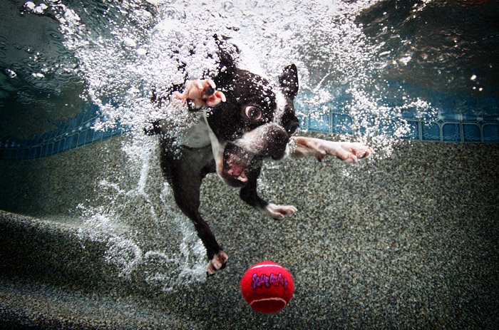 Underwater Doggies