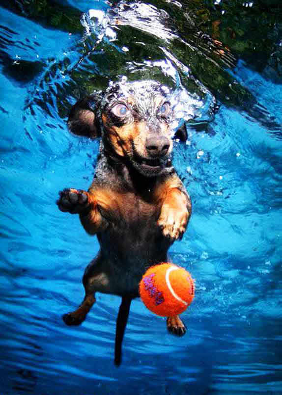 Underwater Doggies