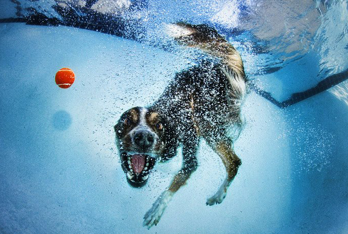 Underwater Doggies