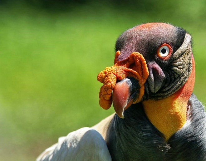 Colorful Creatures of Flight