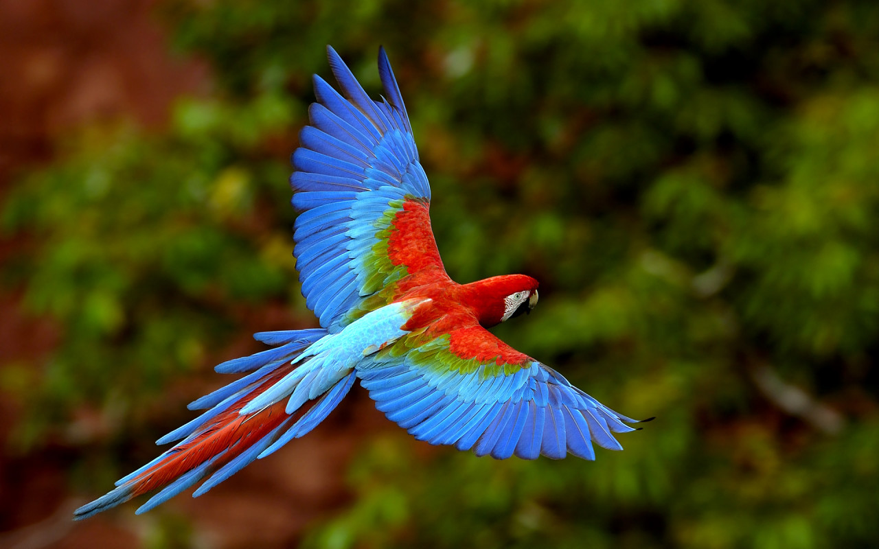 Colorful Creatures of Flight