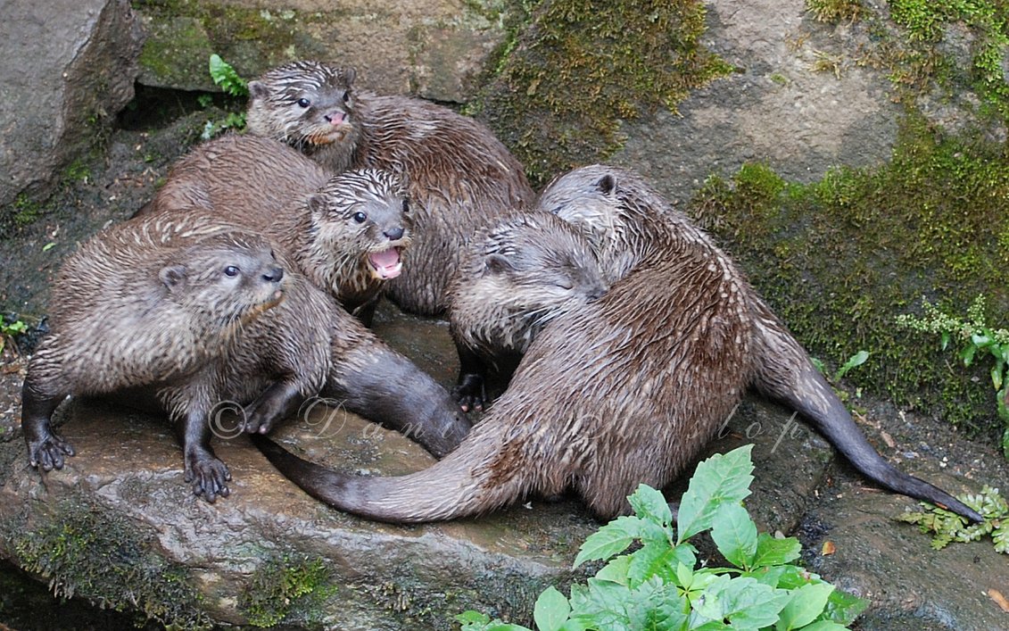 Romp of Otters