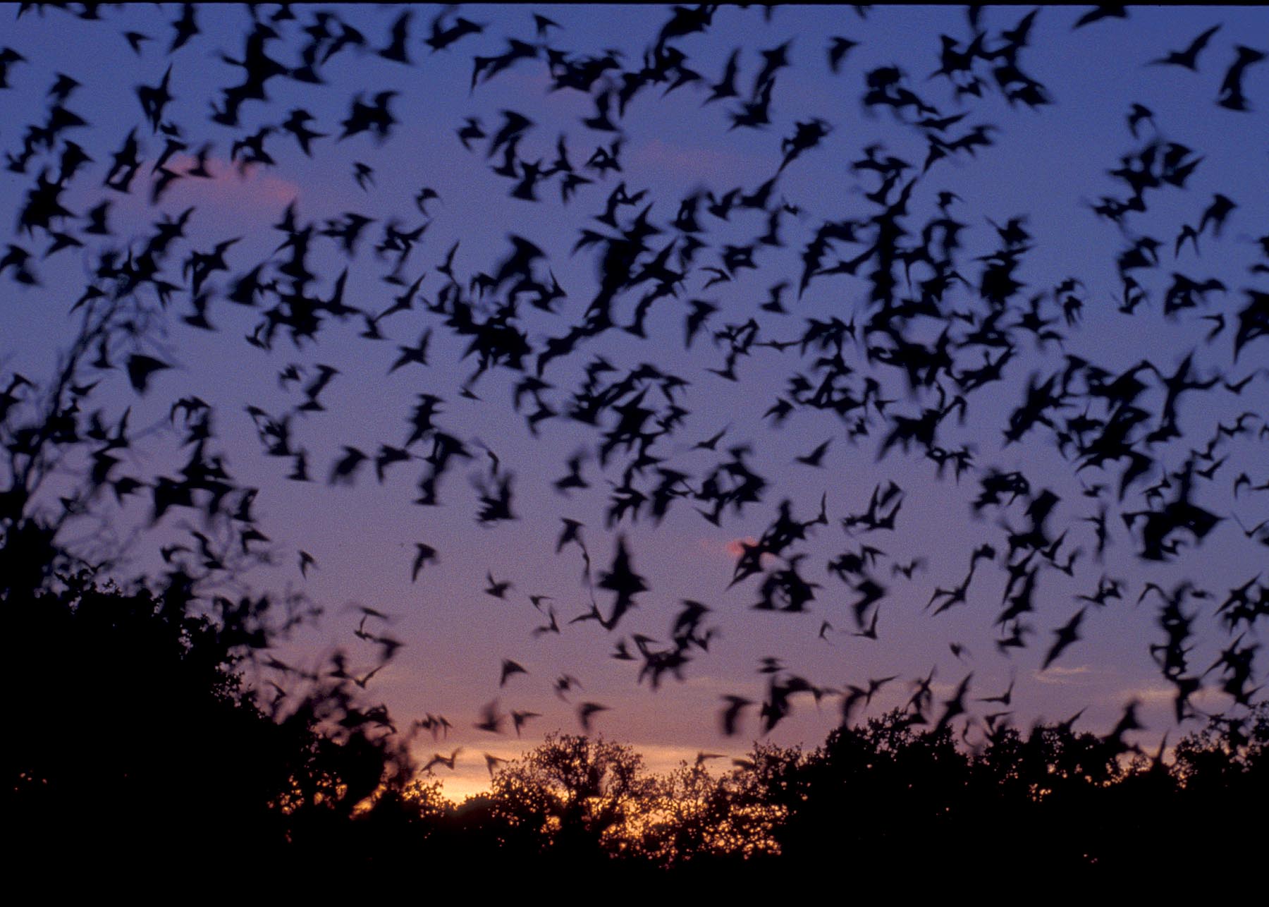 Cauldron of Bats