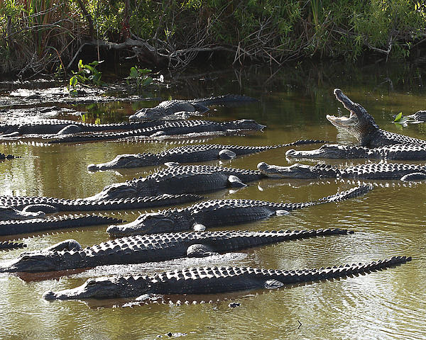 Congregation of Alligators