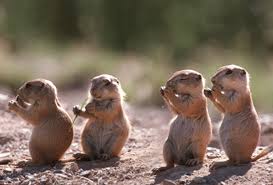 Coterie of Prairie Dogs