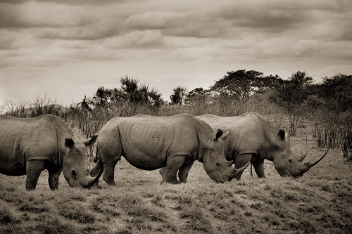 Crash of Rhinos