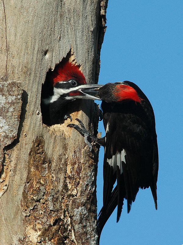 Descent of Woodpeckers