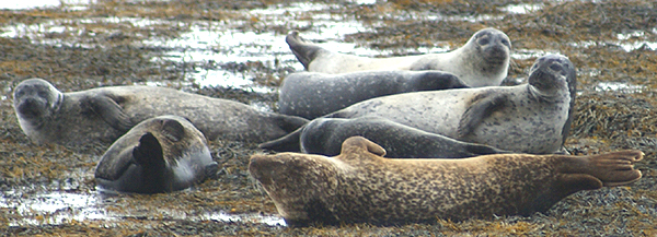 Harem of Seals