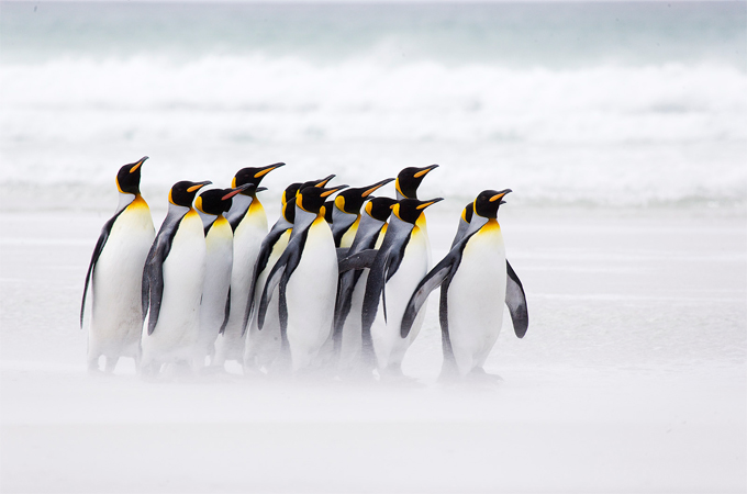 Huddle of Penguins