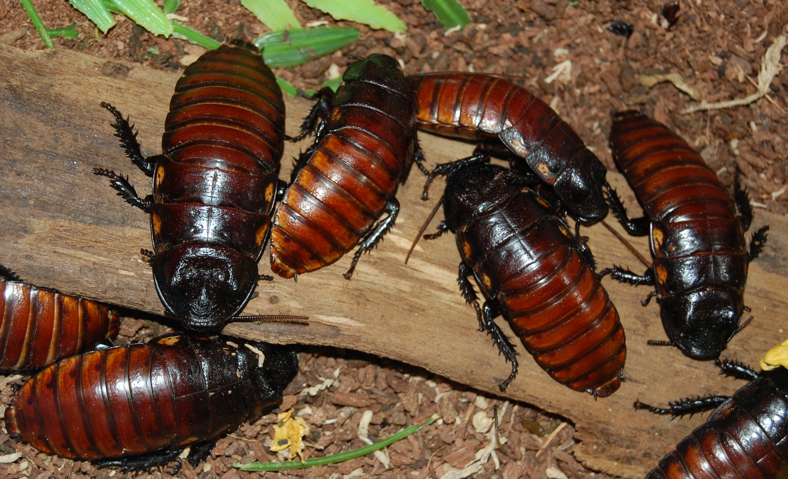 Intrusion of Cockroaches