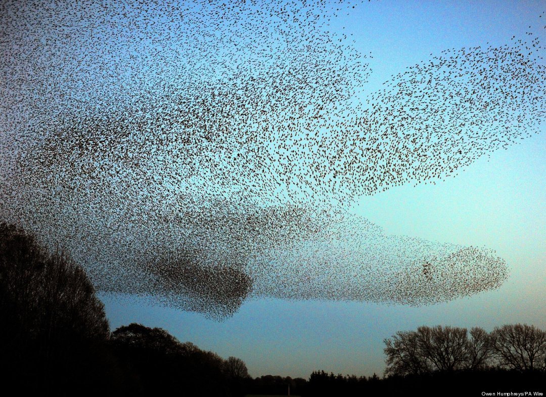 Murmuration of Starlings