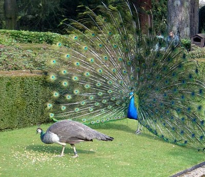 Ostentation of Peacocks