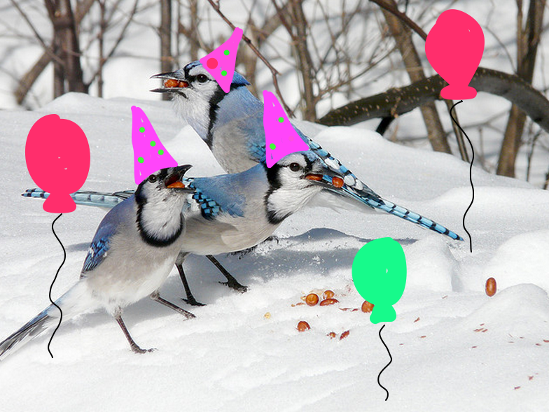 Party of Jays