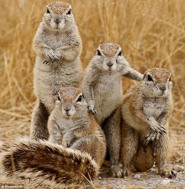 Scurry of Squirrels