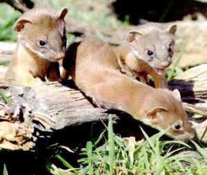 Sneak of Weasels