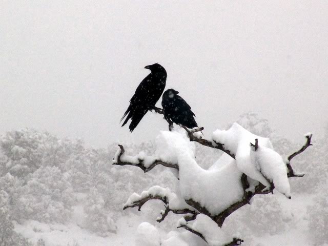 Unkindness of Ravens