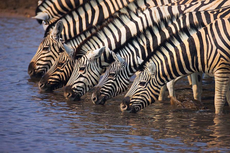 Zeal of Zebras