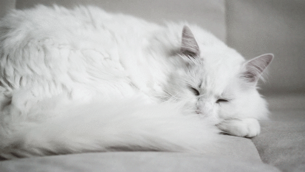 white cat gif