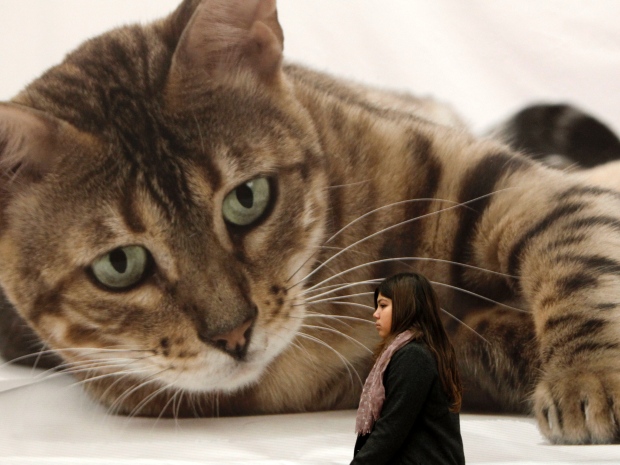 A girl walks past a gigantic cat mural at the 21st Athens International Cat Show in January.