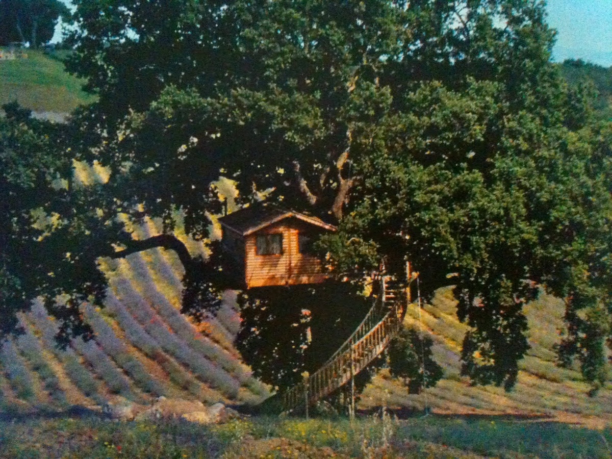 31 Tree Houses That Make The Canopy Comfy