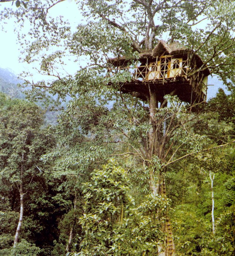 31 Tree Houses That Make The Canopy Comfy