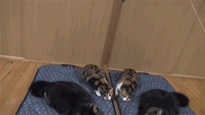 Thursday's Awesomely Animated GIFs