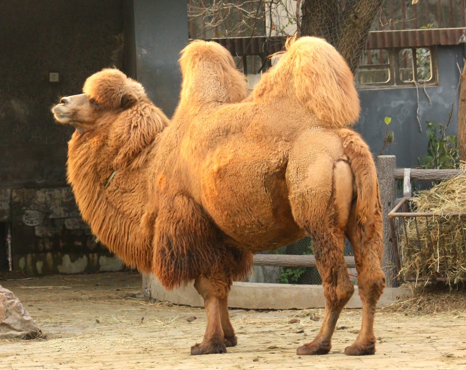 Camels do not store water in their humps. The myth was started by Pliny the Elder, who apparently lied a lot in one of the first encyclopedias, between 23-79 AD. Learn more on <a href="http://www.nationalgeographic.com/weepingcamel/thecamels.html" target="_blank">National Geographic</a>.