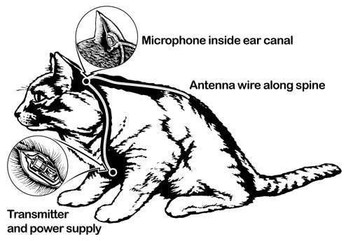 acoustic kitty - Microphone inside ear canal Antenna wire along spine Transmitter and power supply