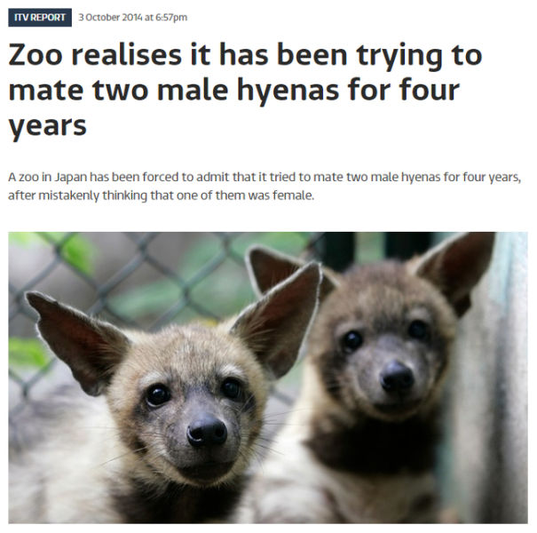 animals of venezuela - Itv Report at pm Zoo realises it has been trying to mate two male hyenas for four years A zoo in Japan has been forced to admit that it tried to mate two male hyenas for four years, after mistakenly thinking that one of them was fem