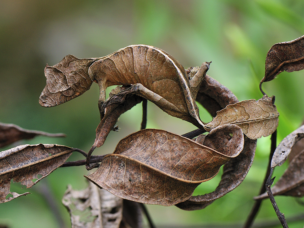 The leaf-tailed gecko was discovered in Madagascar this year after scientists looked extremely close.