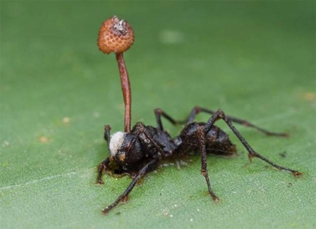 Zombie fungus: The brains of ants are soon infected after walking across this fungus. The parasite forces the ant to find a sufficient enough place on another plant to release the fungus's spores. Wherever the ant dies, more fungus will sprout from its head like a living monument to the horrifying process.