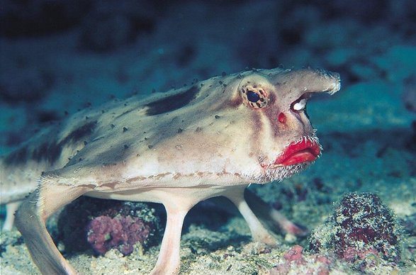 Red Lipped batfish are fish that are bad at swimming. So they walk on the ocean floor instead because it's really their only option for transportation.