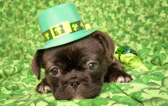 st patrick's day puppies