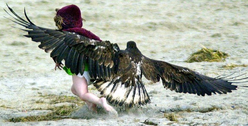 bird attacking a kid