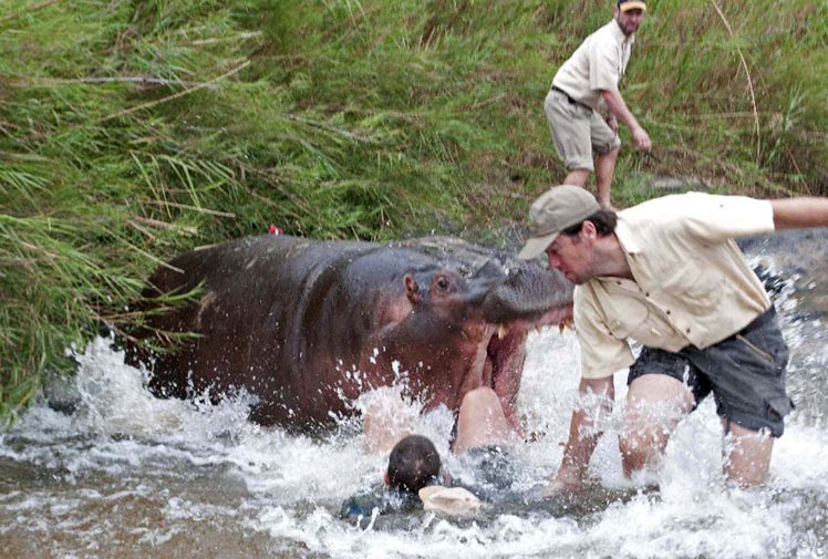 hippo attack