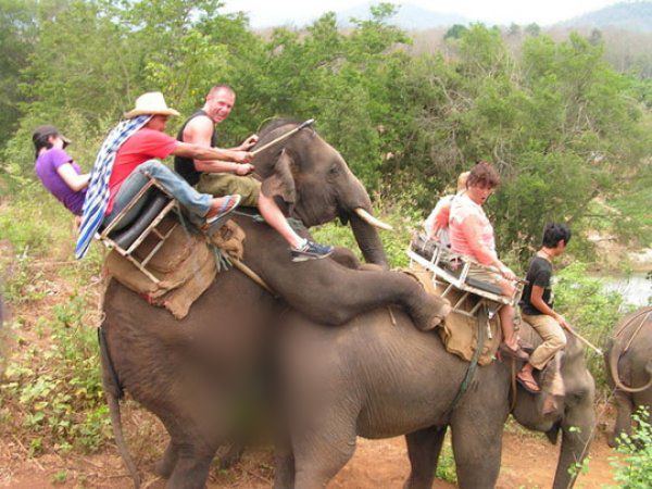 elephant ride funny