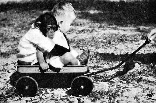 A Human Baby And A Chimp Grew Up Together...