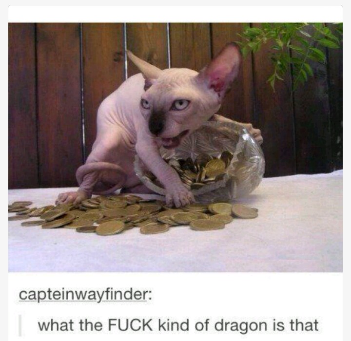 my precious cat - capteinwayfinder what the Fuck kind of dragon is that