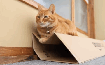 gif cats on cardboard