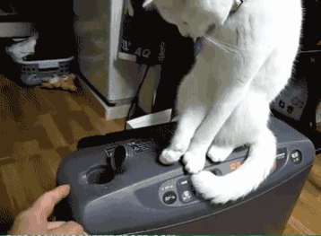 cat fax machine gif