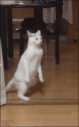 funny cat walking gif - 4 GIFs .com