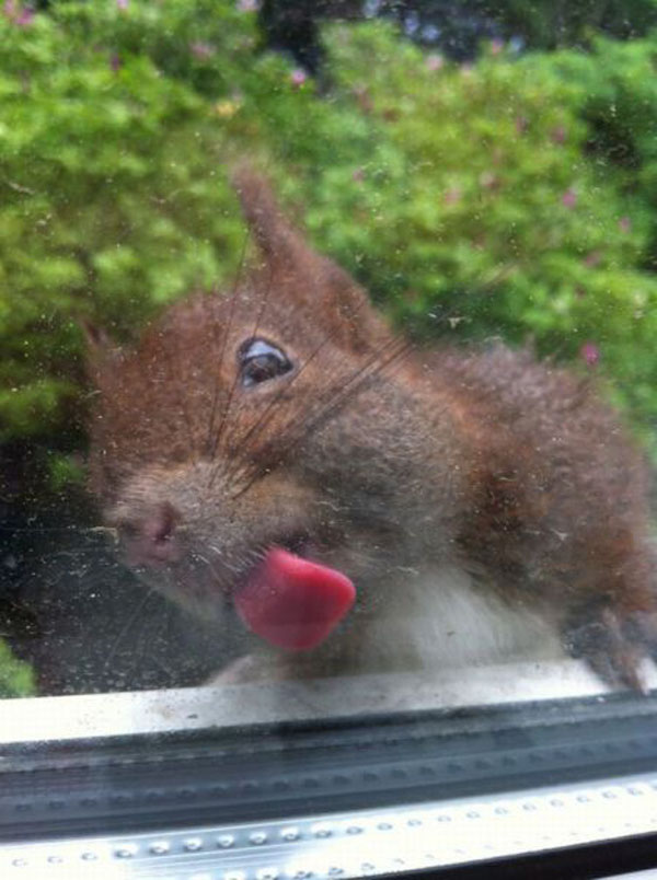 animals licking glass