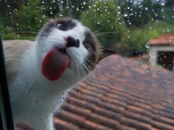 animals licking windows
