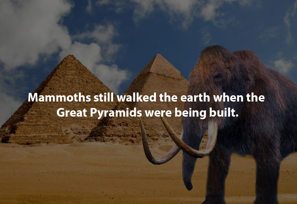 great pyramid of giza - Mammoths still walked the earth when the Great Pyramids were being built.