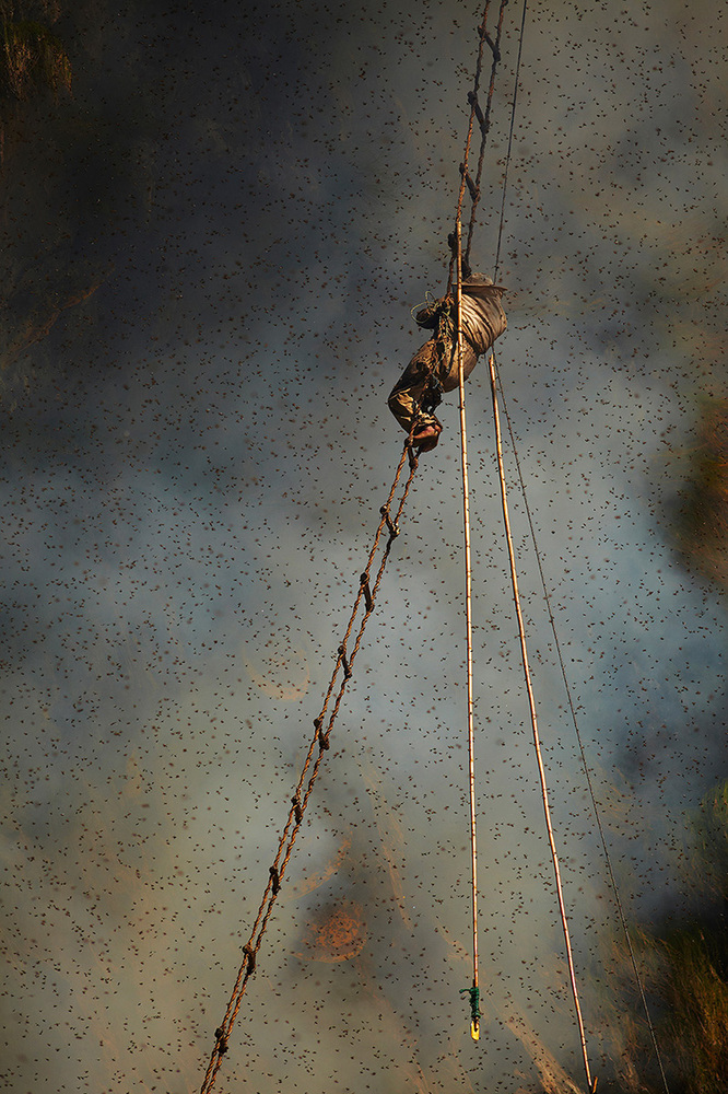 The honey hunter clings precariously to the rope ladder while he waits for the rising smoke to drive the bees out of the nests.
