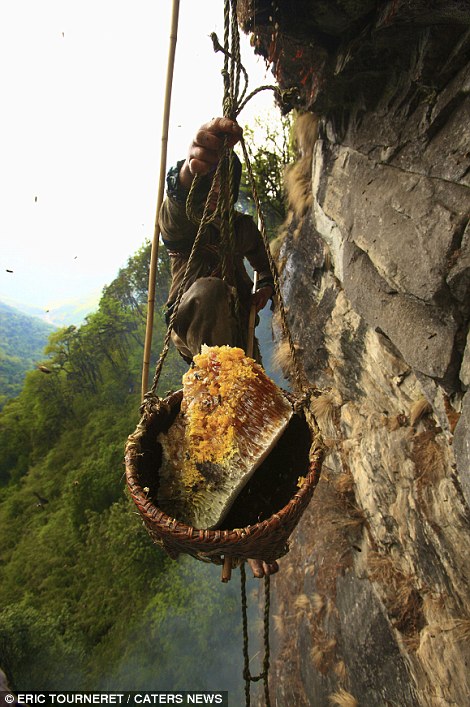 Braided bamboo baskets haul in their prize, the toxic rhododendron honey produced by the Apis laboriosa bee.