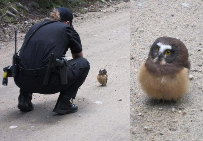 owl cute police