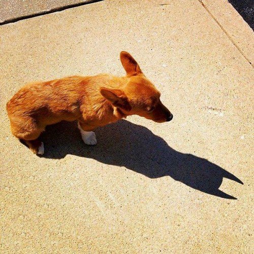 batman dog meme